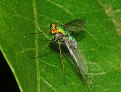 Chrysosoma globiferum