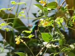 Trochilidae