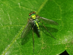 Chrysosoma globiferum