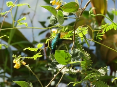 Trochilidae