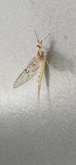 Ephemera glaucops