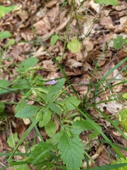 Clinopodium grandiflorum