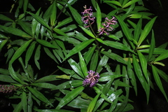 Cuphea hispidiflora