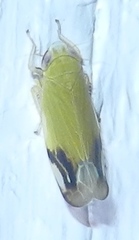 Deltanus bicolor