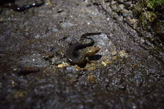 Desmognathus carolinensis