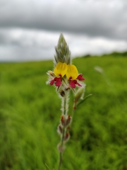 Alysicarpus pubescens