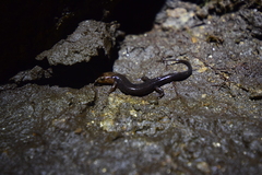 Desmognathus carolinensis