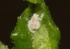 Maconellicoccus hirsutus