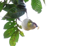 Cyclarhis nigrirostris