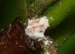 Maconellicoccus hirsutus