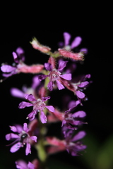 Cuphea hispidiflora