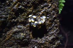 Desmognathus carolinensis