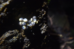 Desmognathus carolinensis