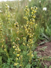 Artemisia phaeolepis