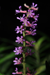 Cuphea hispidiflora
