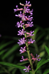 Cuphea hispidiflora