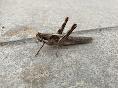 Schistocerca nitens
