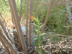 Castilleja minor stenantha
