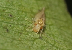 Stenocaecilius