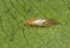 Stenocaecilius
