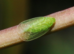 Kallitaxila granulata