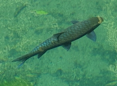 Neolissochilus stracheyi