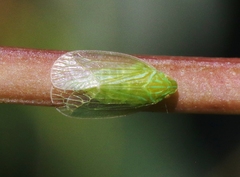 Kallitaxila granulata