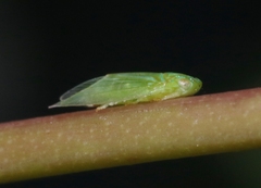 Kallitaxila granulata