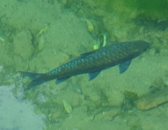 Neolissochilus stracheyi