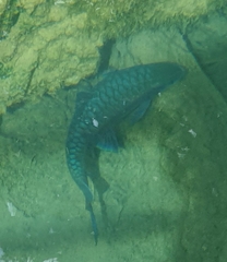 Neolissochilus stracheyi