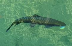 Neolissochilus stracheyi