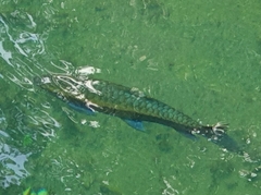 Neolissochilus stracheyi