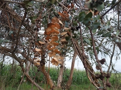 Eucalyptus pulverulenta