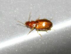 Bradycellus verbasci