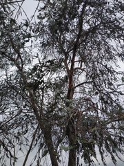 Eucalyptus pulverulenta