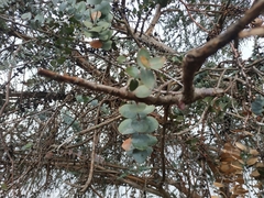 Eucalyptus pulverulenta