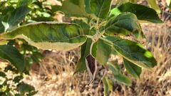 Aculus schlechtendali