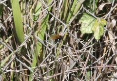 Delta pyriforme philippinense