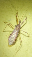 Rocconota annulicornis