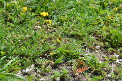 Coenonympha pamphilus