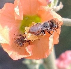 Macroteropsis