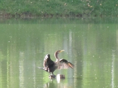 Nannopterum brasilianum brasilianum