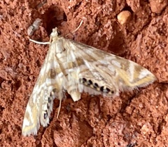 Petrophila canadensis