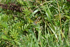 Coenonympha pamphilus