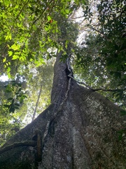 Bertholletia excelsa