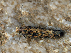 Scrobipalpa ocellatella