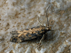 Scrobipalpa ocellatella