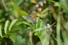 Coenonympha pamphilus