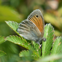 Coenonympha pamphilus