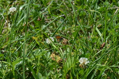 Coenonympha pamphilus